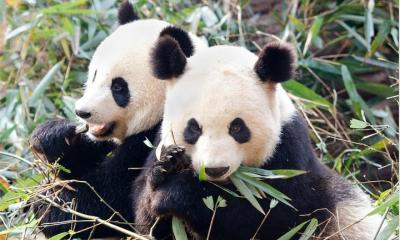 3 Days Highlight Chengdu & Xian Tour by Bullet Train 3 Days Highlight Chengdu & Xian Tour by Bullet Train