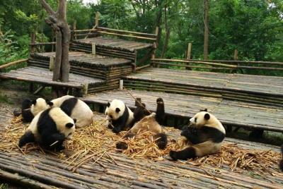 Private Tour: Customize Your Perfect Day in Chengdu Private Tour: Customize Your Perfect Day in Chengdu