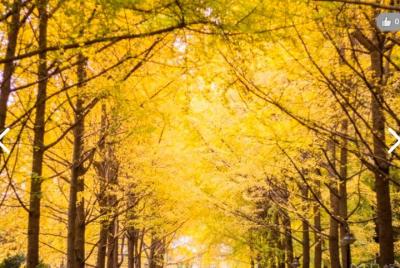 Chengdu Museum+People Chengdu Museum+People's Park