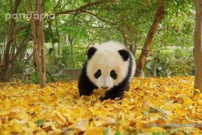 Panda Breeding Center (Panda Base) & Taoism temple tour