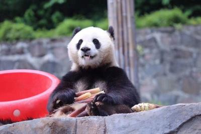 Chengdu Panda Base and Wenshufang Day Tour Chengdu Panda Base and Wenshufang Day Tour
