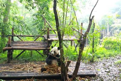 Chengdu Impressions Tour of Sichuan Cuisine Museum and Giant Pand Chengdu Impressions Tour of Sichuan Cuisine Museum and Giant Pand