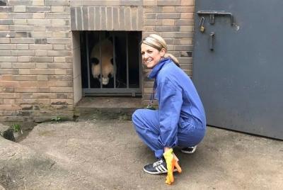 Private One Day Panda Volunteer Tour from Chongqing by Bullet Tra Private One Day Panda Volunteer Tour from Chongqing by Bullet Tra