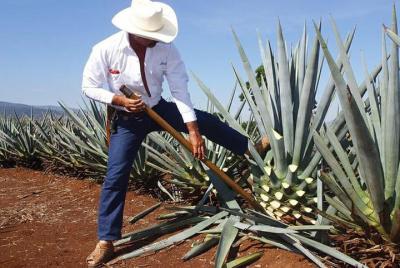 Tequila experience: Jose Cuervo Distillery & Tequila Town Tour fr