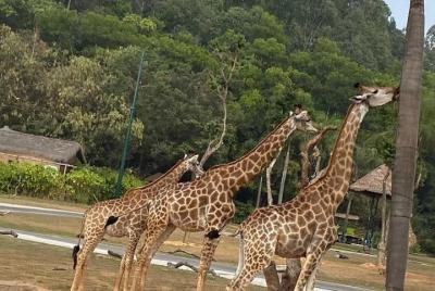 Guangzhou Chimelong Safari Park private tour Guangzhou Chimelong Safari Park private tour