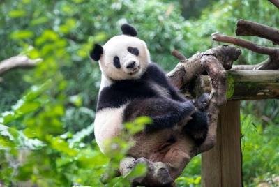 Private Transfer between Guangzhou Chimelong Safari Park and City