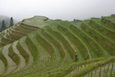 One Day Private Longshen Rice Terraces Tour Including Lunch One Day Private Longshen Rice Terraces Tour Including Lunch
