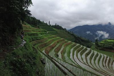 1-Day Longji Terrace Fields-Pingan village Tour with the English  1-Day Longji Terrace Fields-Pingan village Tour with the English