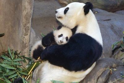 Private Chengdu Highlights Day Trip: Panda Base and City from Gui Private Chengdu Highlights Day Trip: Panda Base and City from Gui