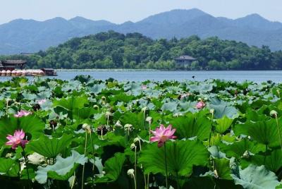 Classic Hangzhou Day Tour (West Lake, Lingyin Temple, Dragon Well Classic Hangzhou Day Tour (West Lake, Lingyin Temple, Dragon Well