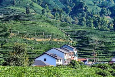 Flexible Hangzhou Private Tour from Shanghai by Bullet Train Flexible Hangzhou Private Tour from Shanghai by Bullet Train