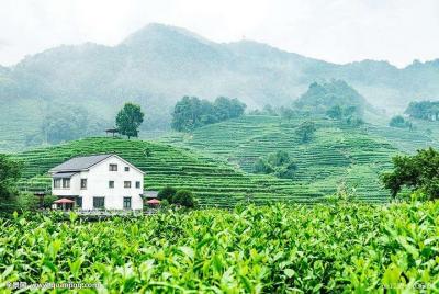 Hangzhou Tea Culture Experience Tour  Hangzhou Tea Culture Experience Tour
