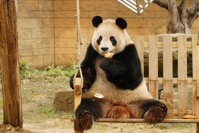 Private Transfer between Hangzhou Safari Park and City Hotels Private Transfer between Hangzhou Safari Park and City Hotels