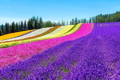 Hokkaido Highlights of Flower Blossom, Asahiyama Zoo& Blue pond「A Hokkaido Highlights of Flower Blossom, Asahiyama Zoo& Blue pond「A