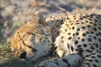 7Days 6Nights Botswana Highlights Safari 7Days 6Nights Botswana Highlights Safari
