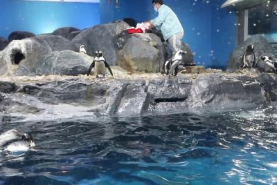 Langkawi Underwater World Admission Ticket