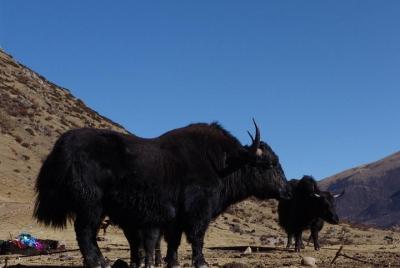 Mainly central tibet and city tour trip. Mainly central tibet and city tour trip.