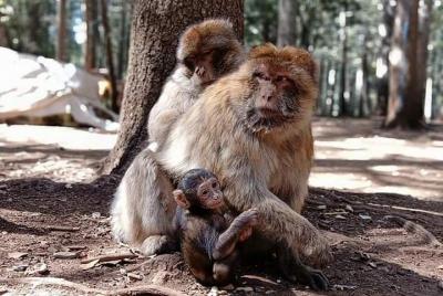 Day Trip From Fez To The Middle Atlas Mountain IMOUZAR IFRANE AZR Day Trip From Fez To The Middle Atlas Mountain IMOUZAR IFRANE AZR