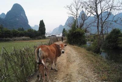 Private Hiking Tour of Li River Highlights from Xianei to Xingping Private Hiking Tour of Li River Highlights from Xianei to Xingping