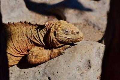 Santa Fé island on board of Sea Lion Yacht (daily tour)