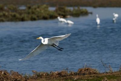Bird Watching and City Sightseeing From Nanchang