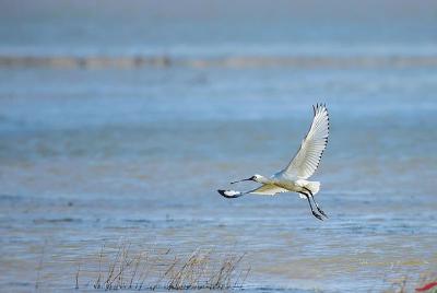 Bird Watching Tour at Nanji Hill Poyang Lake Nature Reserve From 