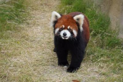 Private Transfer between Nanjing Jinniuhu Wild Animal Park and Ci Private Transfer between Nanjing Jinniuhu Wild Animal Park and Ci