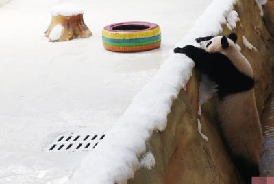 Panda Park (Zi Qin Lake) Tour/Nanjing