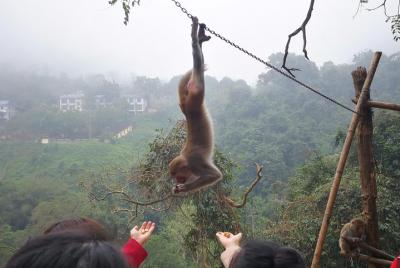 Hike the monkey hill Hike the monkey hill