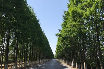 2-Day Sunrise Camping in Chongming Island Ecological Zone