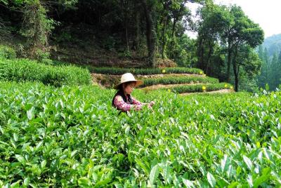 Hangzhou Private Customized Day Trip from Shanghai by Bullet Trai Hangzhou Private Customized Day Trip from Shanghai by Bullet Trai