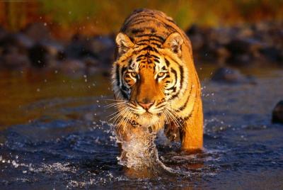 Private 3-Day Ranthambore National Park Tour from Delhi
