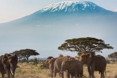 Private Transfer from Yaounde Airport Cameroon (NSI) to Yaounde