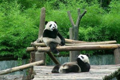 Private Transfer between Shanghai Zoo and City Hotels Private Transfer between Shanghai Zoo and City Hotels