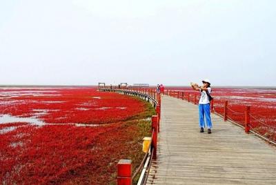 All-Inclusive Private Day Tour to Red Beach in Panjin City from S All-Inclusive Private Day Tour to Red Beach in Panjin City from S