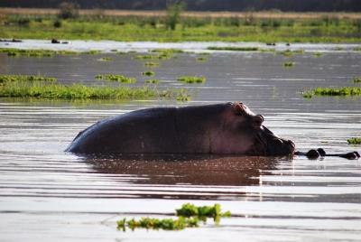 Adventurous Zimbabwe and Botswana Safari Adventurous Zimbabwe and Botswana Safari