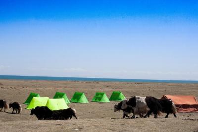 Qinghai Lake Summer pasture hike Qinghai Lake Summer pasture hike