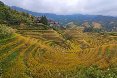 Guilin Tea plantation and Longji Rice Terraces Day Tour from Xingping hotel