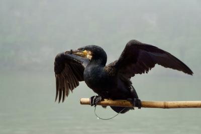 Private photography tour for traditional fishing man in Li river