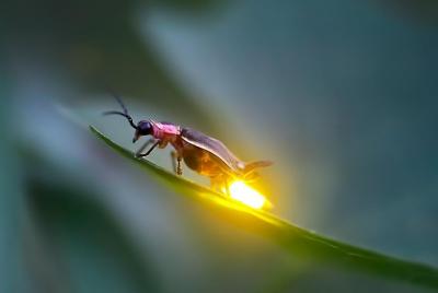 Sic - Kuala Selangor Firefly Tour  Sic - Kuala Selangor Firefly Tour
