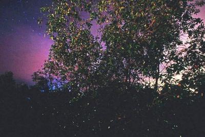 Firefly Tour From Kuala Lumpur - Sharing