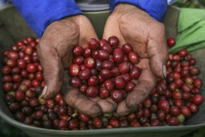 Private Colombian Coffee Farm Tour with Tastings in Armenia