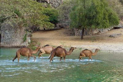Private tour - Salalah city and nature tour (Darbat valley, Sumhu Private tour - Salalah city and nature tour (Darbat valley, Sumhu