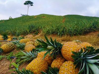 Private Tour - Pineapple Tour (Cultivations) Private Tour - Pineapple Tour (Cultivations)