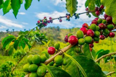 Private Tour - Coffee Tour / Gastronomic Tour (Cultivations)  Private Tour - Coffee Tour / Gastronomic Tour (Cultivations)