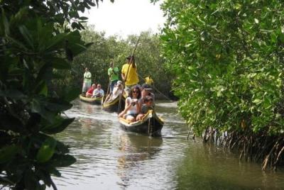 Mangroves Tour