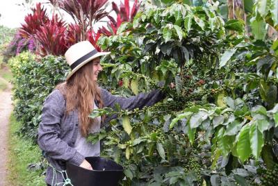 Coffee Tour Coffee Tour