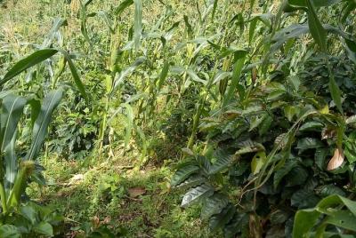 Recognize the different nuances of the Coffee Cultural Landscape. Recognize the different nuances of the Coffee Cultural Landscape.