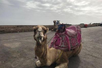 Camel Ride journey in Agadir Camel Ride journey in Agadir