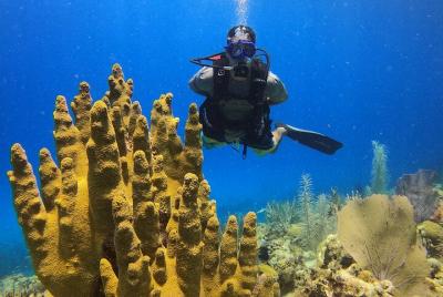Diving Experience in San Andres Diving Experience in San Andres
